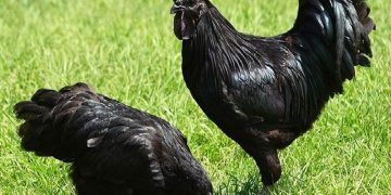 Inilah Asal Usul Ayam Kedu, Ayam Abad 12 yang Ditangkarmurnikan Tjokromiharjo pada 1924