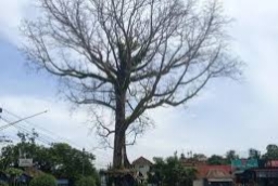 Penebangan Pohon Randu Alas Tuksongo: Perpisahan Penuh Hormat dengan Sang Penjaga Desa