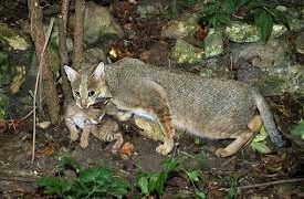 Gakkum Kemenhut Bongkar Sindikat Satwa Dilindungi di Magelang, Dua Pelaku Diamankan