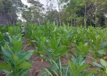 Keteguhan Petani Selo: Menjaga Tradisi Tembakau dan Menolak “Rayuan” Investor Wisata
