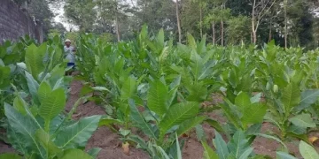 Keteguhan Petani Selo: Menjaga Tradisi Tembakau dan Menolak “Rayuan” Investor Wisata