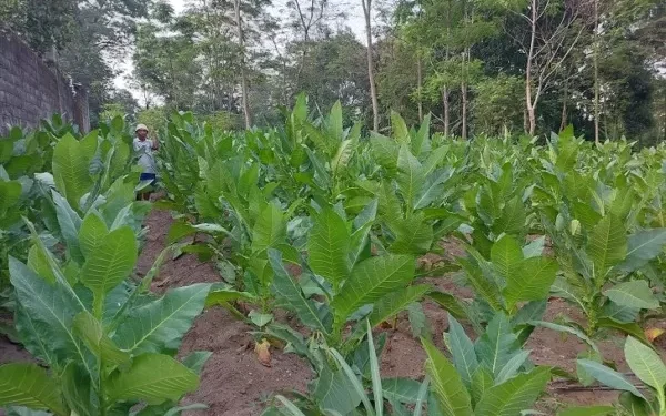 Keteguhan Petani Selo: Menjaga Tradisi Tembakau dan Menolak “Rayuan” Investor Wisata