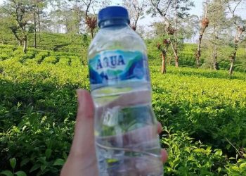 Fun Walk 2026: Ribuan Peserta Minum Aqua Di Tengah Kebun Teh Lereng Sindoro