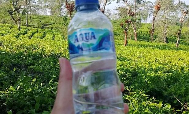 Fun Walk 2026: Ribuan Peserta Minum Aqua Di Tengah Kebun Teh Lereng Sindoro