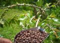 Pesona Kopi Lokal dalam Sarasehan Desa Wisata Slukatan