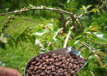 Pesona Kopi Lokal dalam Sarasehan Desa Wisata Slukatan