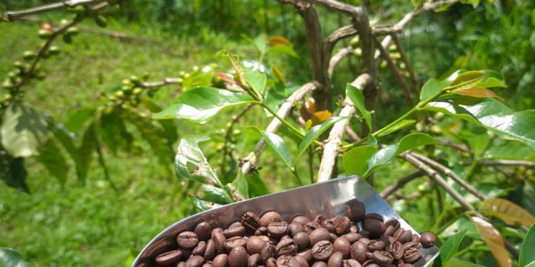 Pesona Kopi Lokal dalam Sarasehan Desa Wisata Slukatan