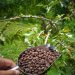 Pesona Kopi Lokal dalam Sarasehan Desa Wisata Slukatan