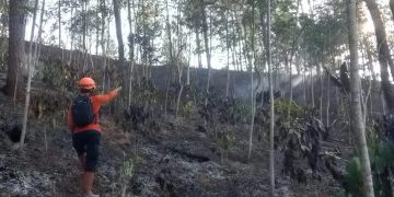 Lahan Perhutani Kalikajar Terbakar, 1,76 Hektare Lahan Hangus
