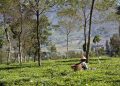 Agribisnis dan Pariwisata : Prioritas Program Pemkab Wonosobo