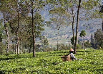 Agribisnis dan Pariwisata : Prioritas Program Pemkab Wonosobo