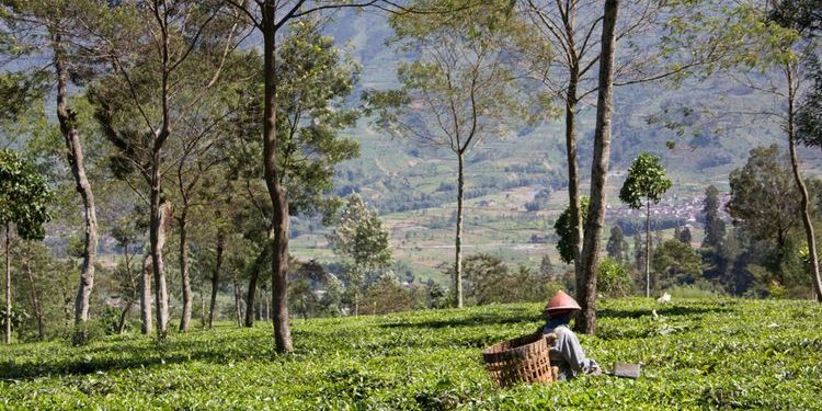 Agribisnis dan Pariwisata : Prioritas Program Pemkab Wonosobo