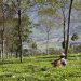 Agribisnis dan Pariwisata : Prioritas Program Pemkab Wonosobo