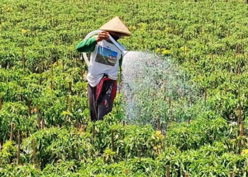 Petani Cabai Kulon Progo Hati-hati Terhadap Penyakit Tanaman Selama Cuaca Tak Menentu