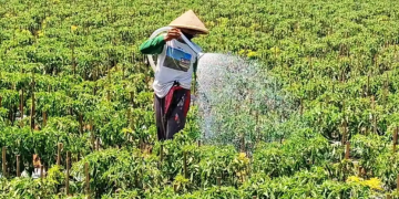Petani Cabai Kulon Progo Hati-hati Terhadap Penyakit Tanaman Selama Cuaca Tak Menentu