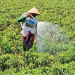 Petani Cabai Kulon Progo Hati-hati Terhadap Penyakit Tanaman Selama Cuaca Tak Menentu