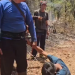 Tangkapan layar video seorang anak laki-laki yang diduga hendak membakar hutan dan telah diamankan oleh petugas damkar dan warga. (Sumber: X/@independentjawa)