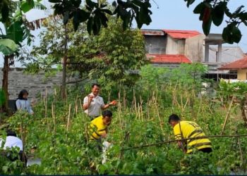 Panen Tomat Ketahanan Pangan di Rutan Wonosobo