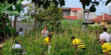 Panen Tomat Ketahanan Pangan di Rutan Wonosobo