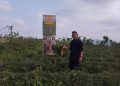 Ubi Madu Asal Wonosobo Tembus Pasar Internasional