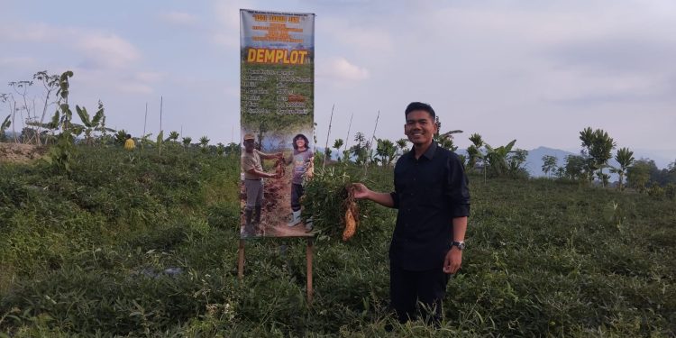 Ubi Madu Asal Wonosobo Tembus Pasar Internasional
