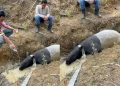 Seekor tapir di temukan di di Kebun Sawit PT Pematang Agri Lestari, Mesuji, Lampung (Sumber: X/@LambeSahamjja).