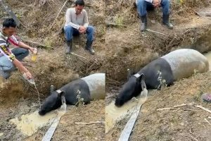 Seekor tapir di temukan di di Kebun Sawit PT Pematang Agri Lestari, Mesuji, Lampung (Sumber: X/@LambeSahamjja).
