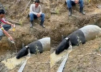 Seekor tapir di temukan di di Kebun Sawit PT Pematang Agri Lestari, Mesuji, Lampung (Sumber: X/@LambeSahamjja).