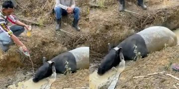 Seekor tapir di temukan di di Kebun Sawit PT Pematang Agri Lestari, Mesuji, Lampung (Sumber: X/@LambeSahamjja).