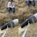 Seekor tapir di temukan di di Kebun Sawit PT Pematang Agri Lestari, Mesuji, Lampung (Sumber: X/@LambeSahamjja).